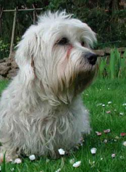 A dog image from https://images.dog.ceo/breeds/terrier-dandie/n02096437_2480.jpg