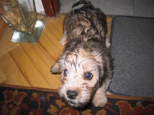 A dog image from https://images.dog.ceo/breeds/terrier-dandie/n02096437_2508.jpg