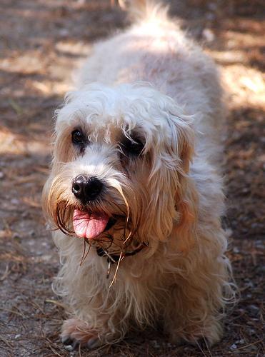 A dog image from https://images.dog.ceo/breeds/terrier-dandie/n02096437_2605.jpg