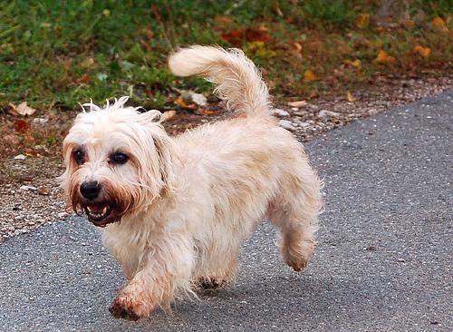 A dog image from https://images.dog.ceo/breeds/terrier-dandie/n02096437_290.jpg