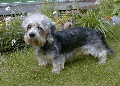 https://images.dog.ceo/breeds/terrier-dandie/n02096437_3832.jpg