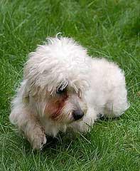 Dandie Terrier