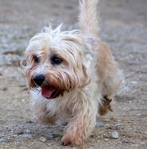 Dandie Terrier