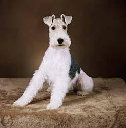 animal