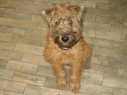 Irish Terrier