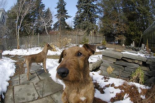 Doodle breeds