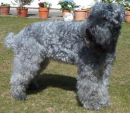animal