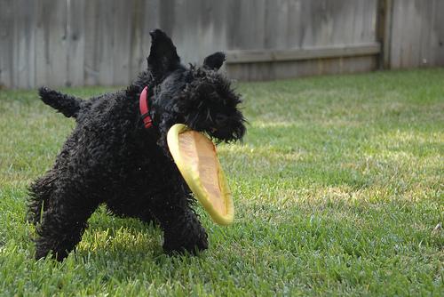 animal