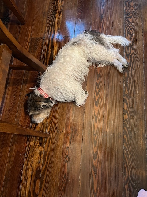 A picture of a dog.