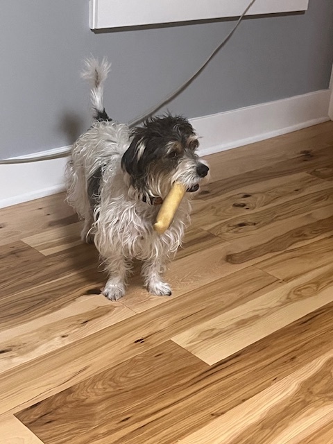 animal