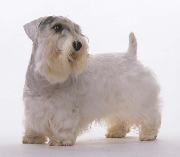 animal