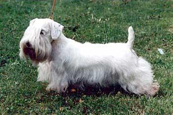 A picture of a dog.