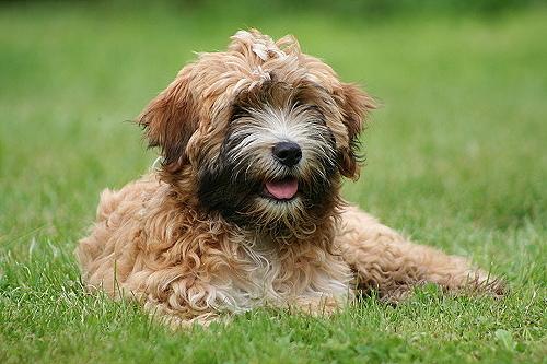 Happy dog