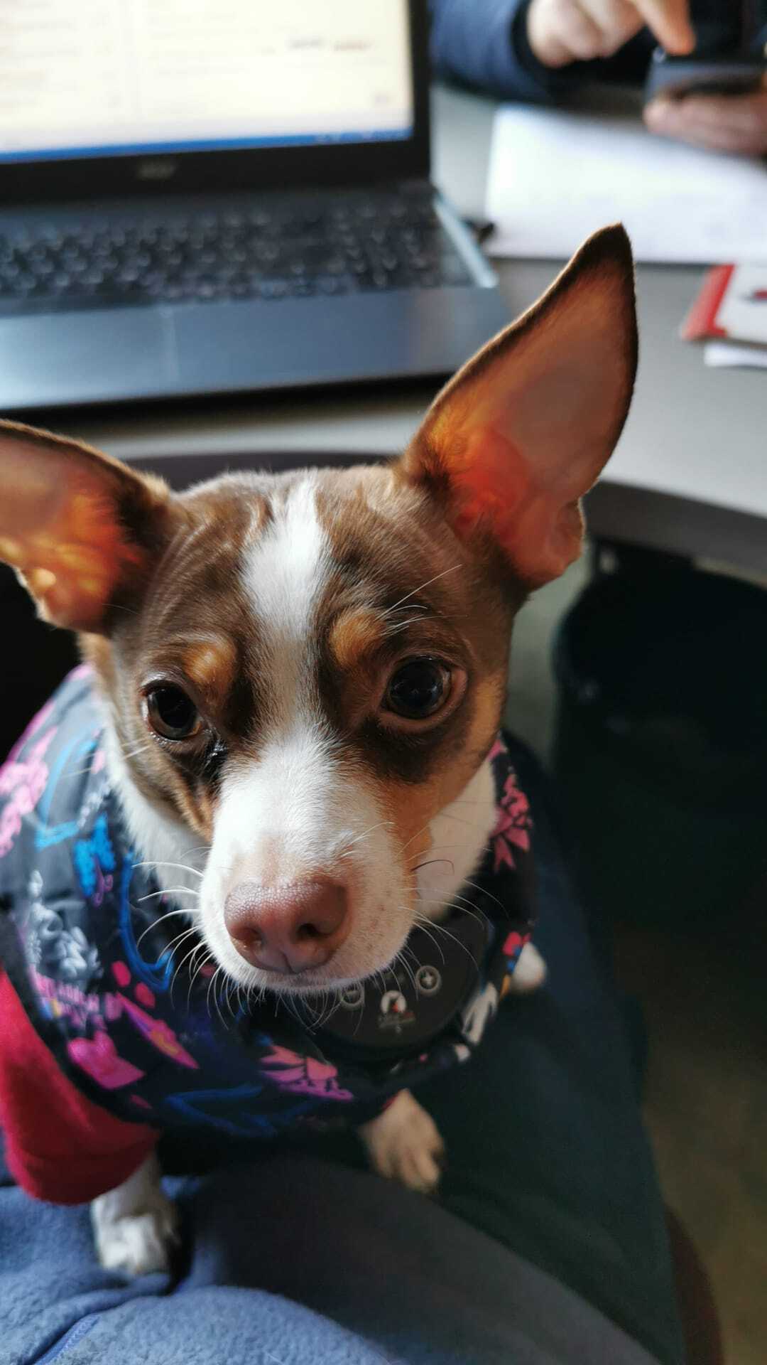 Toy Terrier