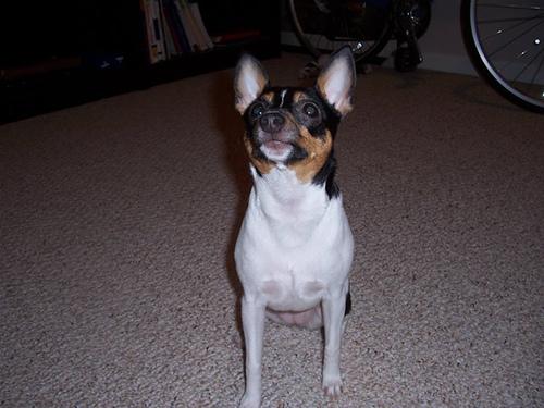 Happy dog