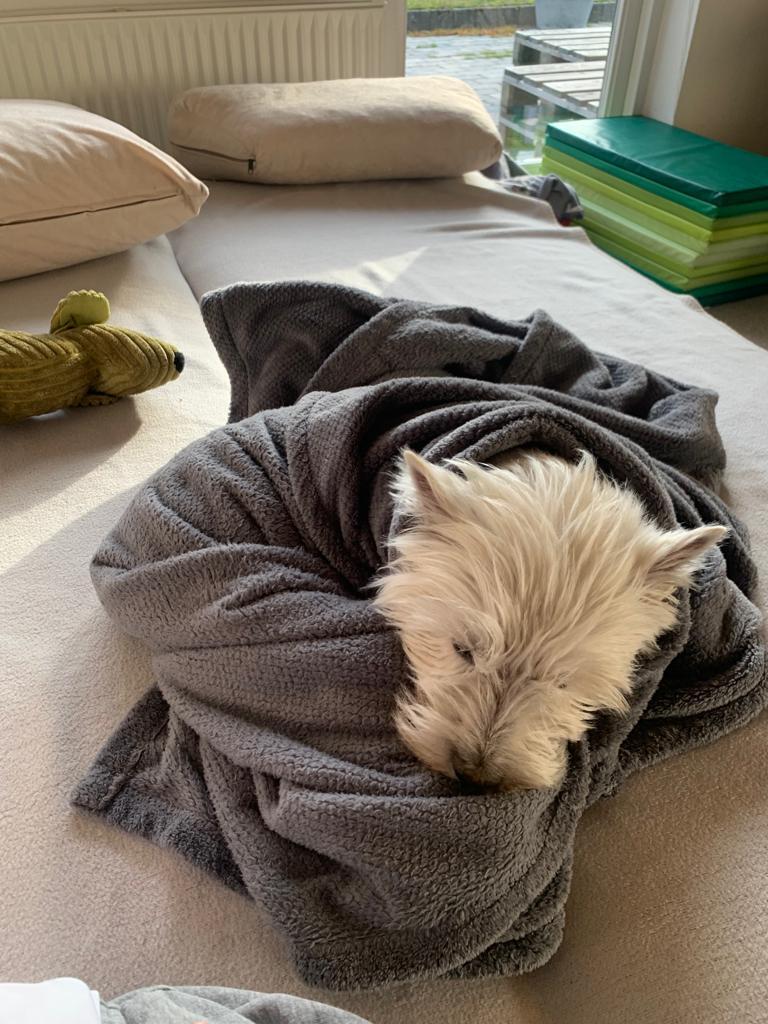 Westhighland Terrier