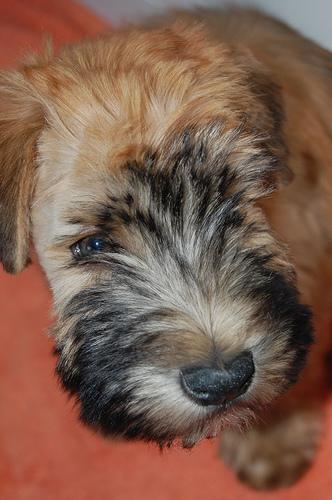 Wheaten Terrier