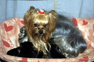 animal