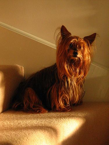 https://images.dog.ceo/breeds/terrier-yorkshire/n02094433_540.jpg