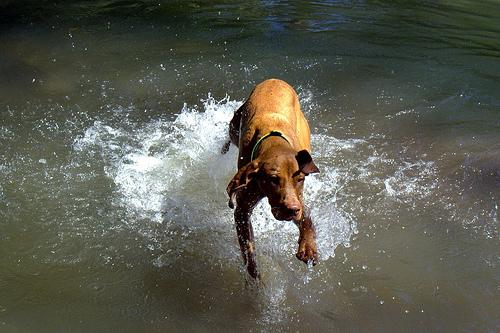 A dog image from https://images.dog.ceo/breeds/vizsla/n02100583_10787.jpg