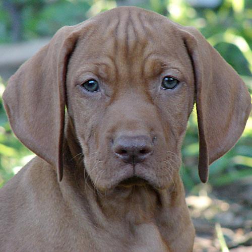 A dog image from https://images.dog.ceo/breeds/vizsla/n02100583_11072.jpg