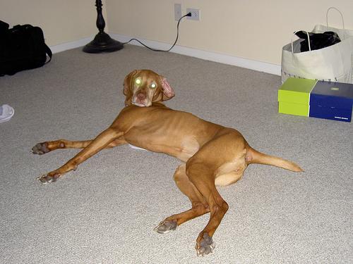 A dog image from https://images.dog.ceo/breeds/vizsla/n02100583_11553.jpg