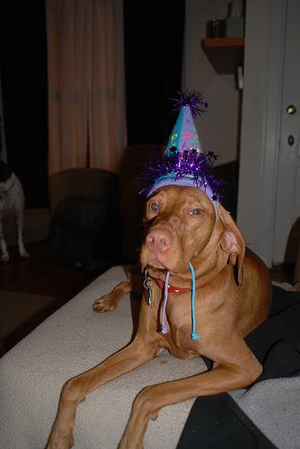 A dog image from https://images.dog.ceo/breeds/vizsla/n02100583_12240.jpg