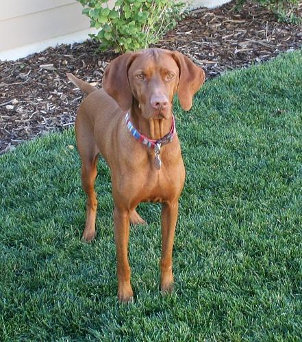 vizsla