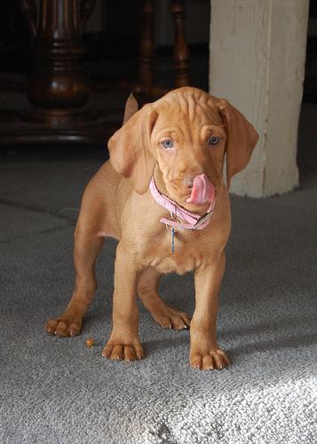 A dog image from https://images.dog.ceo/breeds/vizsla/n02100583_12468.jpg