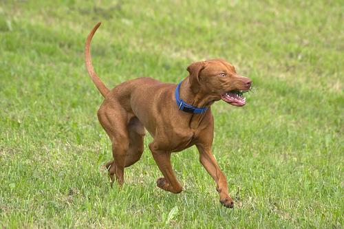 A dog image from https://images.dog.ceo/breeds/vizsla/n02100583_12639.jpg