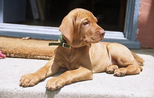 A dog image from https://images.dog.ceo/breeds/vizsla/n02100583_12660.jpg