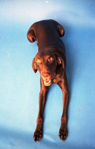 A dog image from https://images.dog.ceo/breeds/vizsla/n02100583_12793.jpg