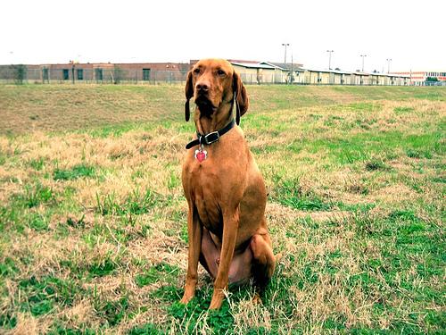 A dog image from https://images.dog.ceo/breeds/vizsla/n02100583_12880.jpg