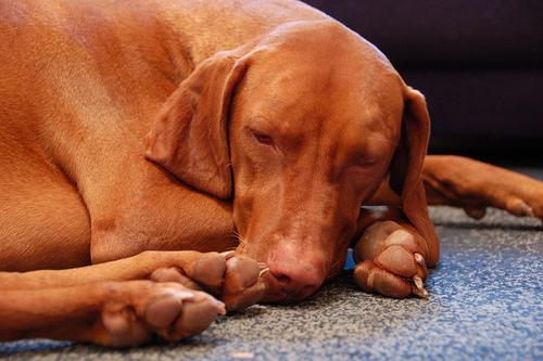 A dog image from https://images.dog.ceo/breeds/vizsla/n02100583_13656.jpg