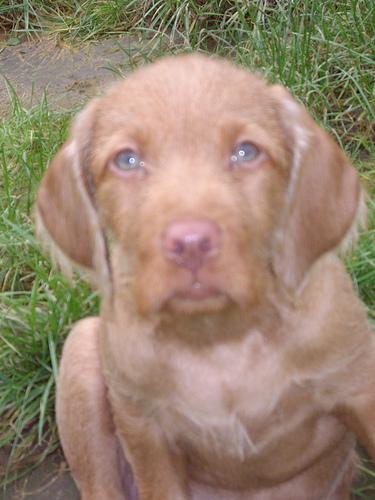 A dog image from https://images.dog.ceo/breeds/vizsla/n02100583_14231.jpg