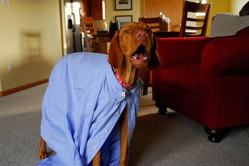 A dog image from https://images.dog.ceo/breeds/vizsla/n02100583_14263.jpg