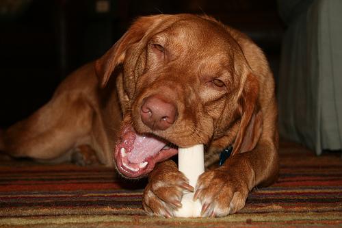 A dog image from https://images.dog.ceo/breeds/vizsla/n02100583_1969.jpg