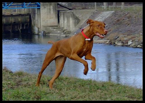 A dog image from https://images.dog.ceo/breeds/vizsla/n02100583_2736.jpg