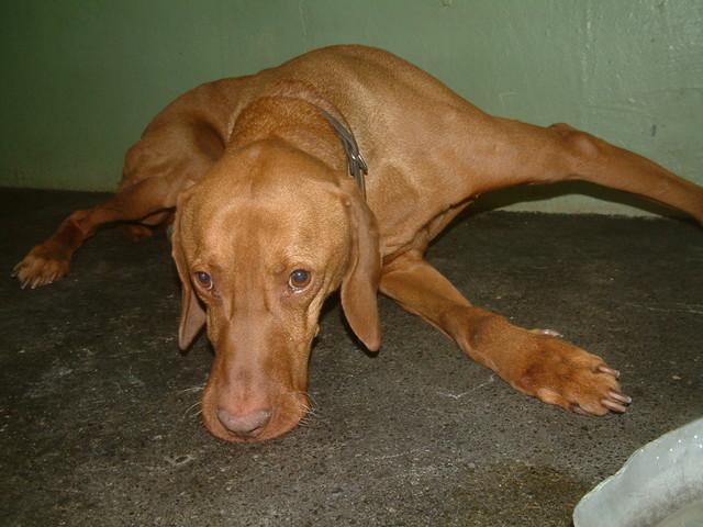 A dog image from https://images.dog.ceo/breeds/vizsla/n02100583_3987.jpg