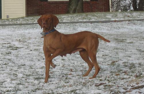 A dog image from https://images.dog.ceo/breeds/vizsla/n02100583_473.jpg