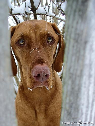 vizsla