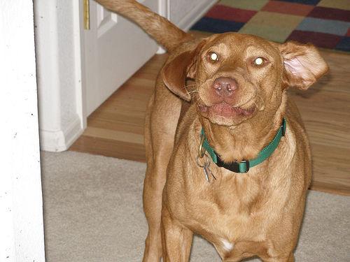 A dog image from https://images.dog.ceo/breeds/vizsla/n02100583_5921.jpg