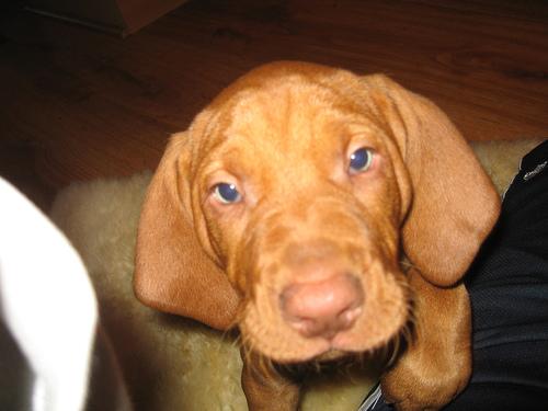 A dog image from https://images.dog.ceo/breeds/vizsla/n02100583_7122.jpg