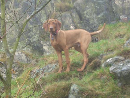 A dog image from https://images.dog.ceo/breeds/vizsla/n02100583_917.jpg