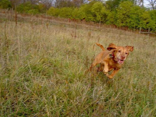 A dog image from https://images.dog.ceo/breeds/vizsla/n02100583_9794.jpg