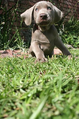 weimaraner