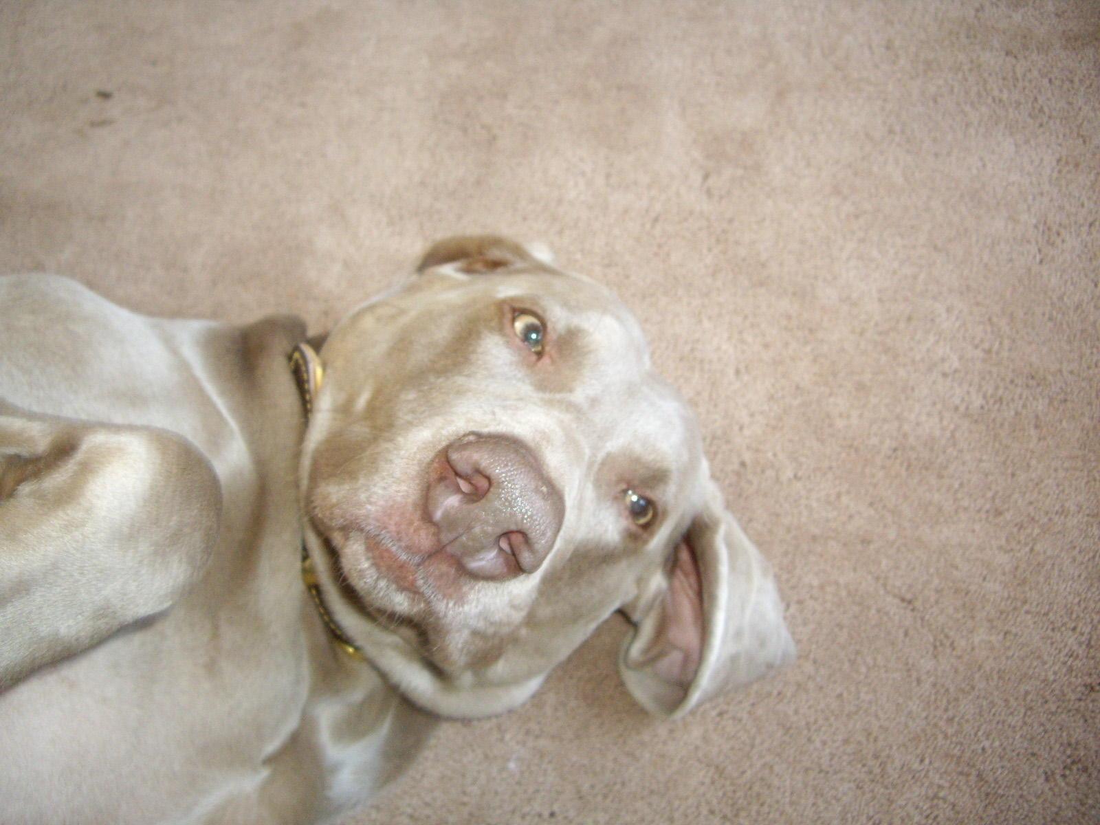 A dog image from https://images.dog.ceo/breeds/weimaraner/n02092339_14.jpg