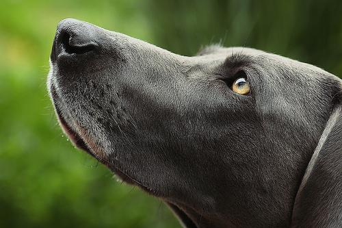 A dog image from https://images.dog.ceo/breeds/weimaraner/n02092339_176.jpg