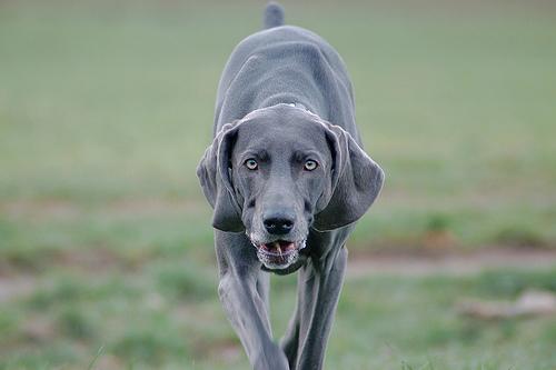 A dog image from https://images.dog.ceo/breeds/weimaraner/n02092339_1796.jpg