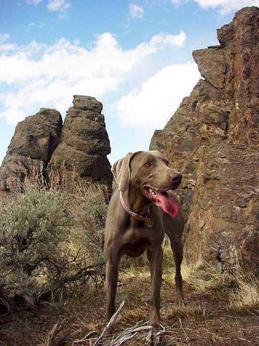 weimaraner